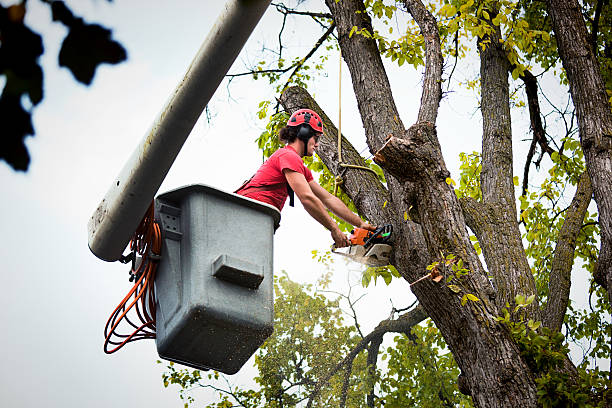 How Our Tree Care Process Works  in  Bellevue, IA