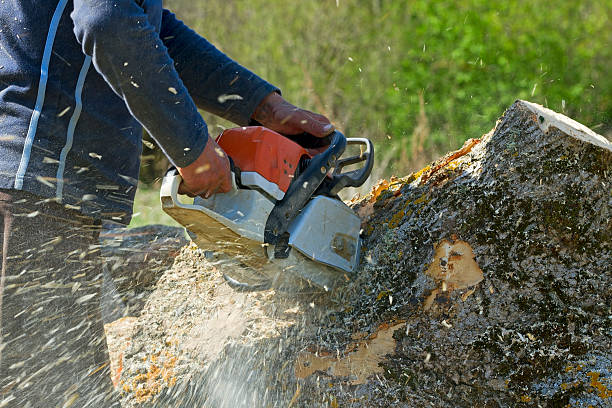 Trusted Bellevue, IA Tree Services Experts